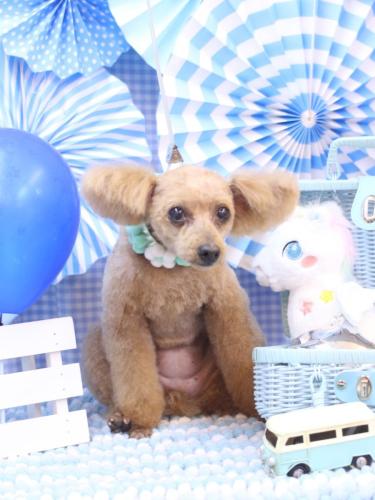 20231126ももちゃん